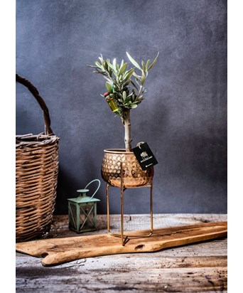 Ayaklı Gold Saksıda Zeytin